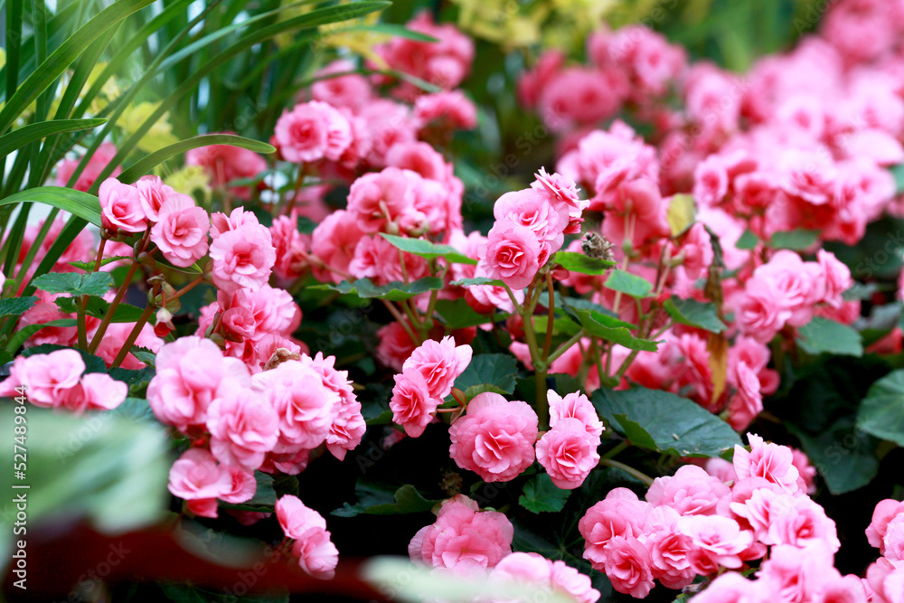 wonderful topical flowers in garden