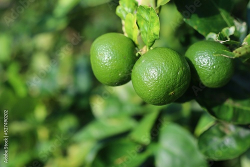 The green lime on the lime tree is a hybrid citrus fruit that is typically round. Having a citric acid cyst is a good source of vitamin C.