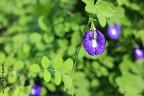 Blue and violet flower in the garden called clitoria ternatea, bluebellvine, asian pigeonwings, butterfly pea, blue pea, cordofan photo