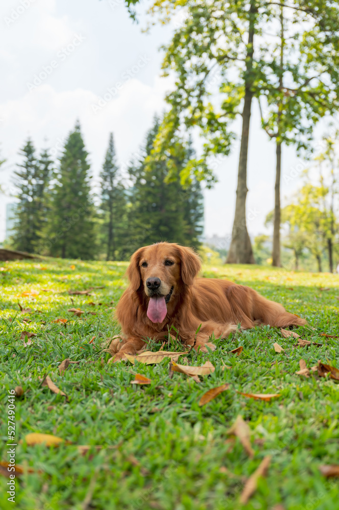 Golden Retriever resting on the grass in the park Golden Retriever resting on the grass in the park