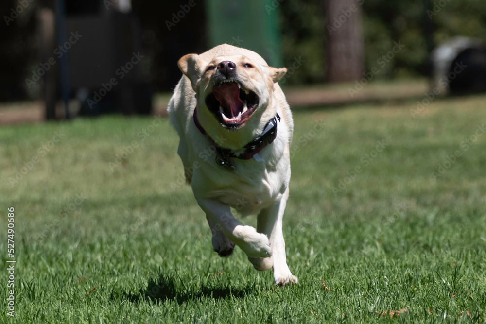 A yellow lab playing in the park