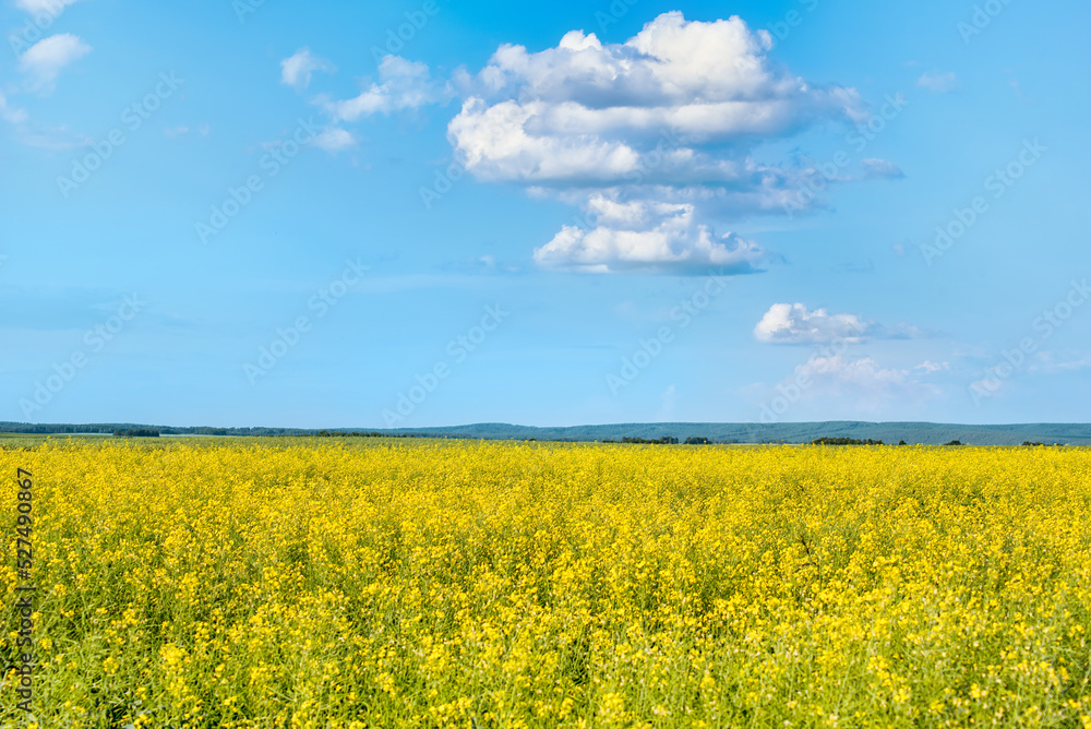 a field with yellow rapeseed flowers on a warm sunny day a field with yellow rapeseed flowers on a warm sunny day