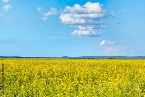 a field with yellow rapeseed flowers on a warm sunny day