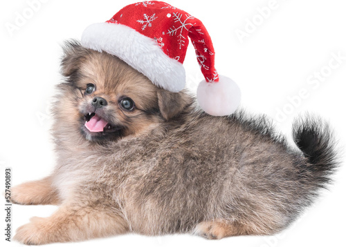 Cute puppy Pomeranian Mixed breed Pekingese dog in Santa Claus hat for merry Christmas and Happy New Year