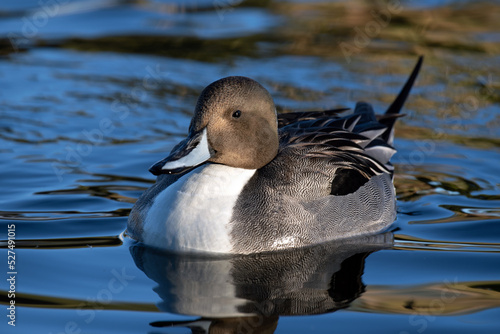 Northern Pintail (Anas acuta) on water photo