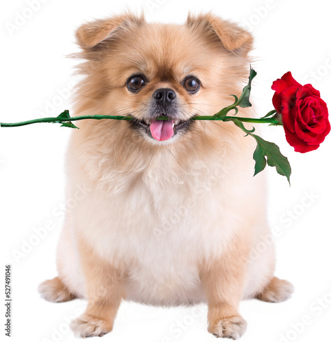 Fotografie Cute puppies Pomeranian Mixed breed Pekingese dog sitting with rose in mouth for