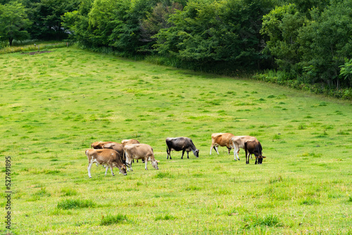 北海道美瑛町の牧場、乳牛の放牧風景 © Seiji Nakamura
