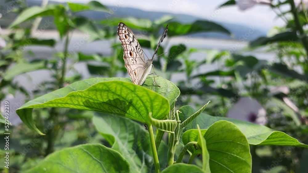 Fototapeta premium Flowers on the garden