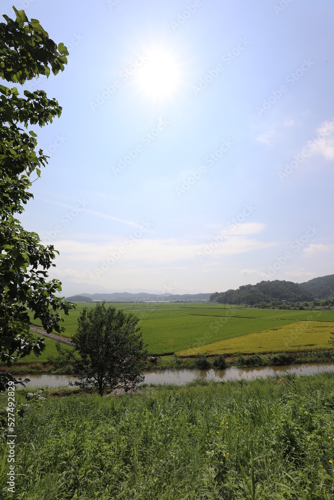 Obraz premium small road across rice field
