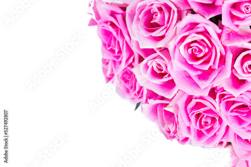 Pink roses on white background and copyspace