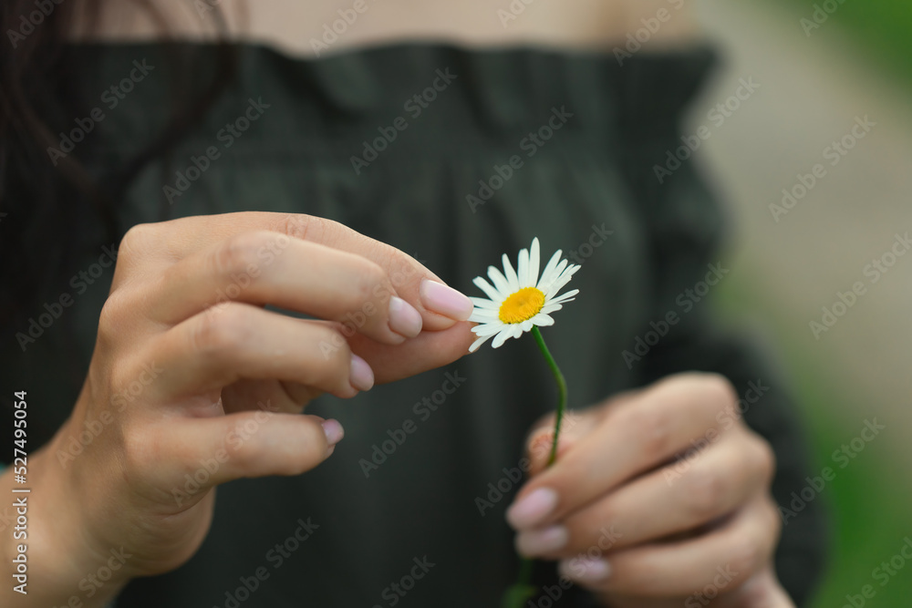An attractive girl tears a petal from a daisy flower. Close-up of the hand and manicure. Front view. An attractive girl tears a petal from a daisy flower. Close-up of the hand and manicure. Front view.