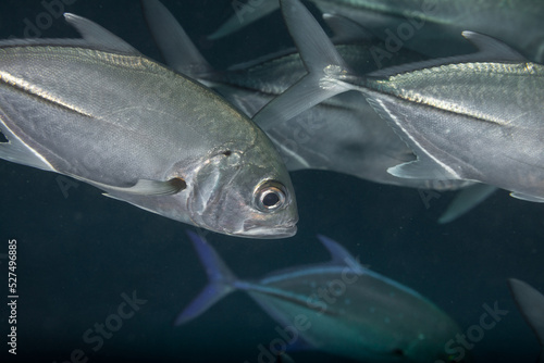 Giant travelly fish school closeup view photo