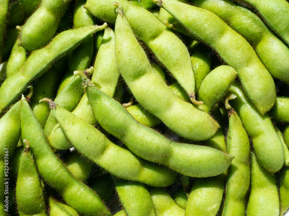 大豆 枝豆 大豆 枝豆