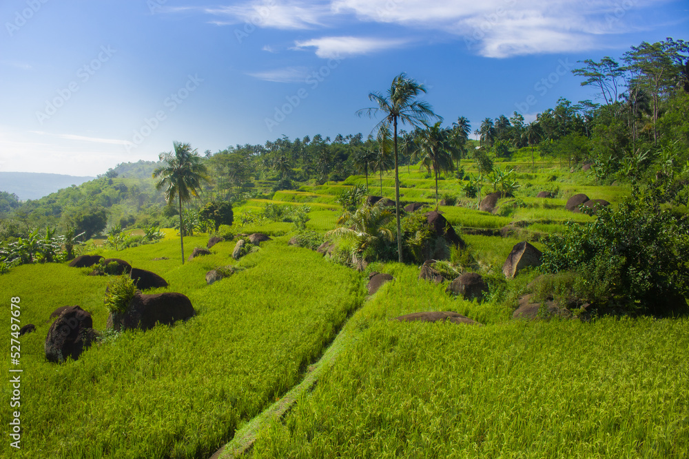 Obraz premium The rice fields are so beautiful