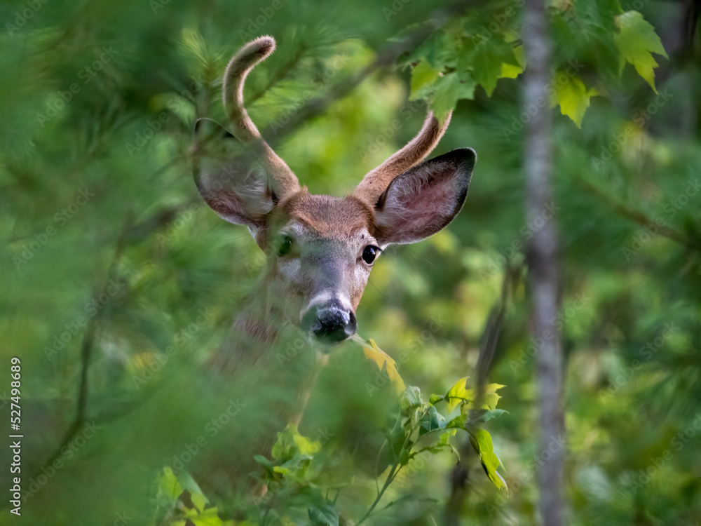 young male deer in woods young male deer in woods