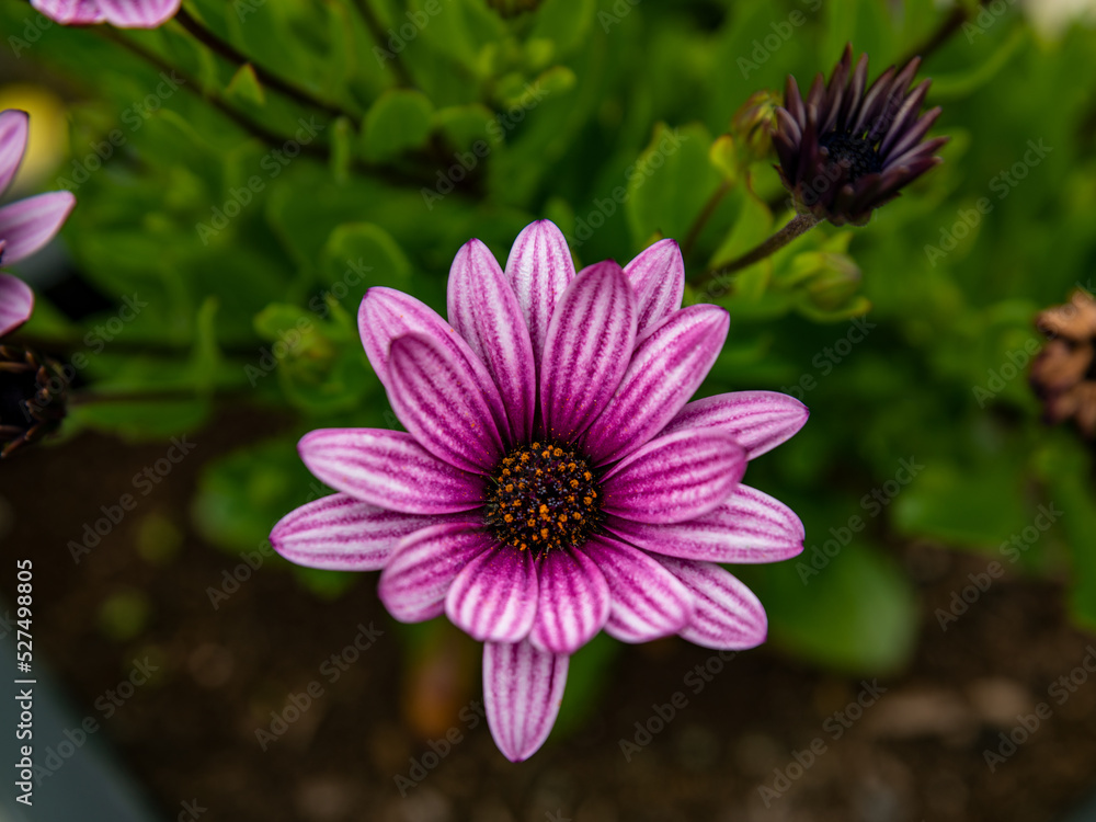 Obraz premium flower