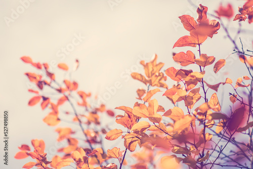 Autumn background with colorful tree leaves on sunny sky