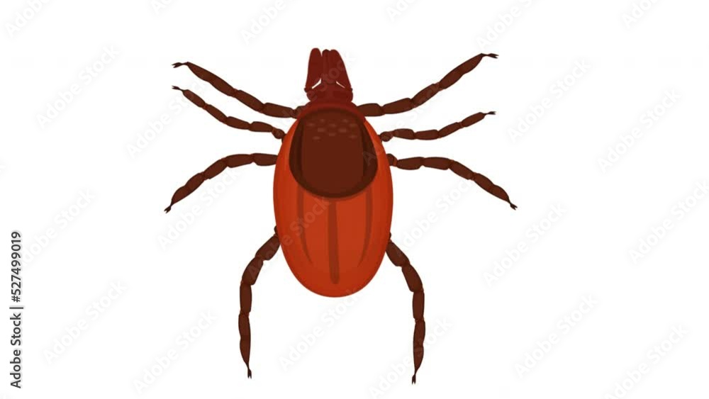 Mite. Animation of an insect tick, alpha channel is enabled. Cartoon Mite. Animation of an insect tick, alpha channel is enabled. Cartoon
