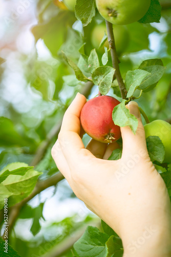 hand holds a red apple on a branch