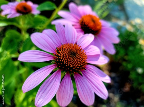 pink flower