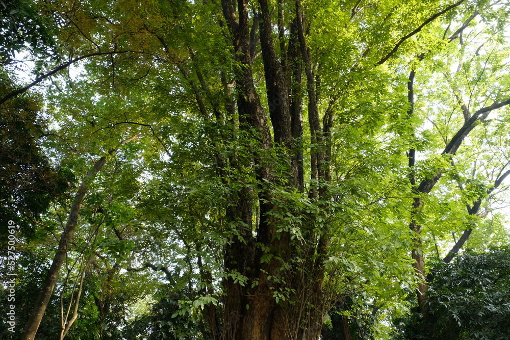 tree in the forest tree in the forest