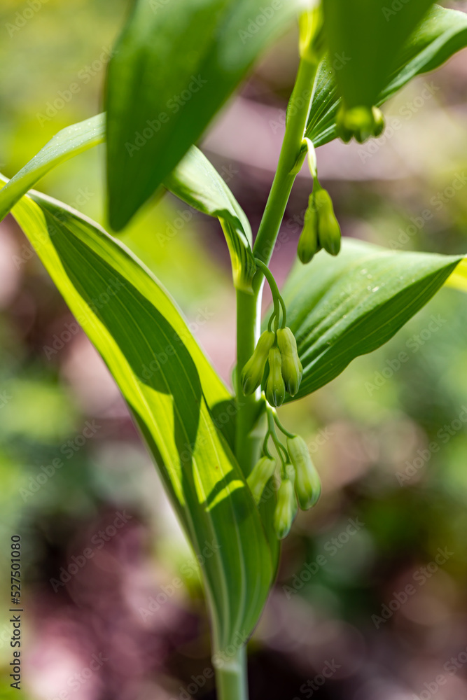Polygonatum multiflorum flower in meadow, close up Polygonatum multiflorum flower in meadow, close up