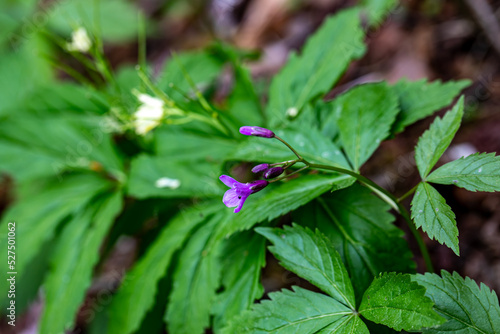 Cardamine pentaphyllos flower growing in meadow, close up	 photo