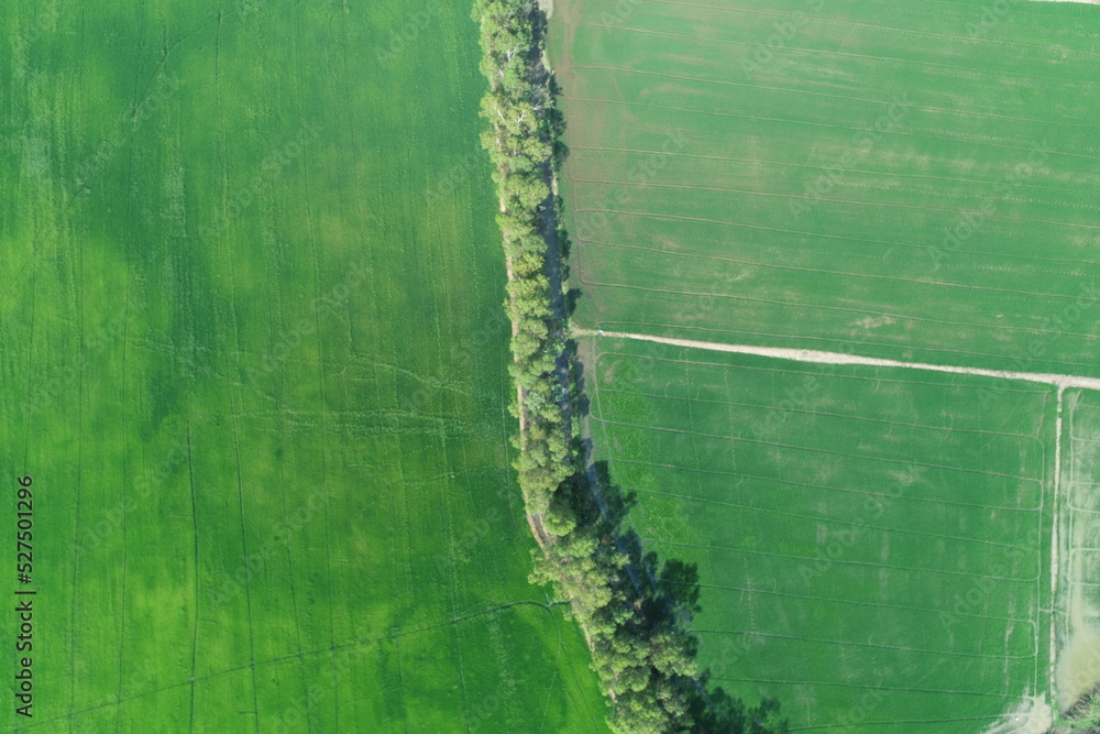Green rice Fileds aerial view Thailand countryside Green rice Fileds aerial view Thailand countryside