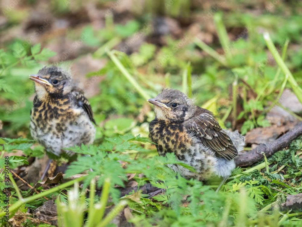 Two fieldfare chicks, Turdus pilaris, have left the nest and are sitting on the spring lawn. Fieldfare chicks sit on the ground and wait for food from its parents. Two fieldfare chicks, Turdus pilaris, have left the nest and are sitting on the spring lawn. Fieldfare chicks sit on the ground and wait for food from its parents.