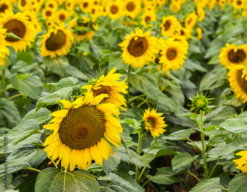 Yellow sunflower in an abundance plantation field in summer