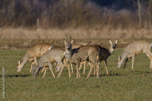 Roe deer couple standing close together on green field in sunny summer nature