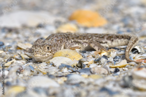 Steppe Racer Lizard (Eremias arguta) on the sand - Black Sea shore photo