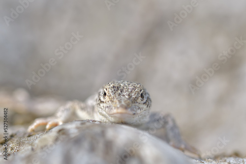 Steppe Racer Lizard (Eremias arguta) on the sand - Black Sea shore