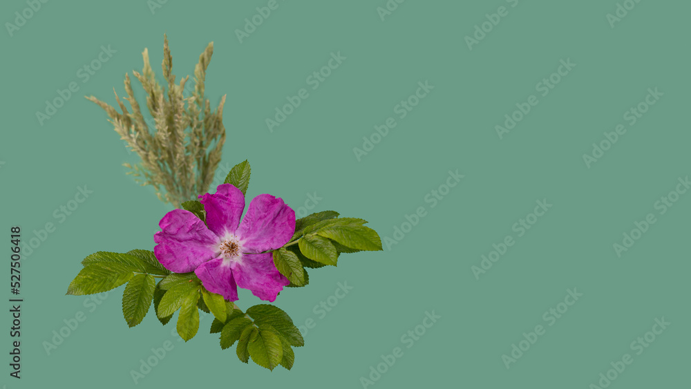 Wild rose is floral emblem of Alberta province. greeting card. Heritage Day in Alberta concept.