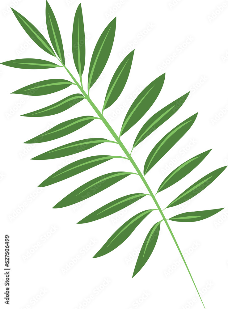 green leaves isolated Transeparent