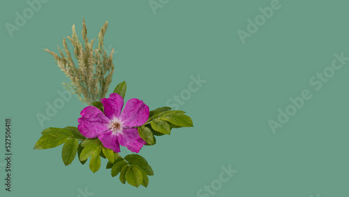Wild rose is floral emblem of Alberta province. greeting card. Heritage Day in Alberta concept. photo
