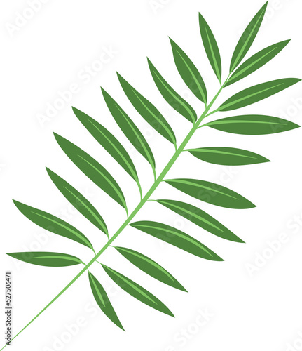 leaf isolated