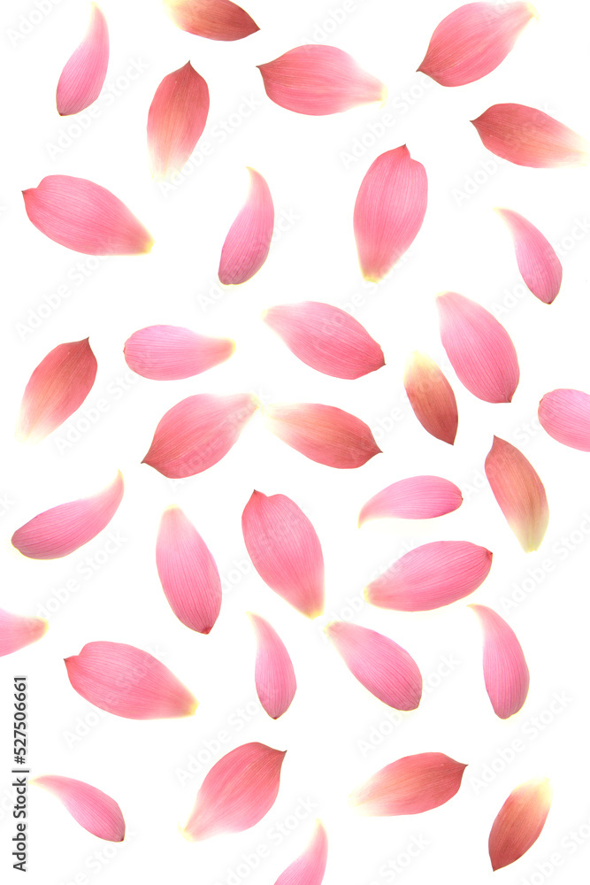 Beautiful petals on white background Beautiful petals on white background
