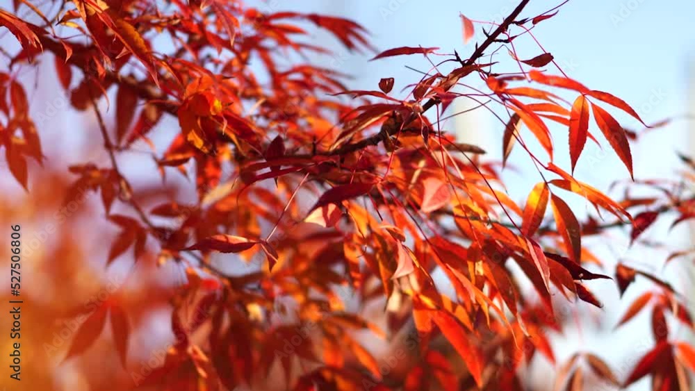 Beautiful autumn background with red leaves on the branches Beautiful autumn background with red leaves on the branches