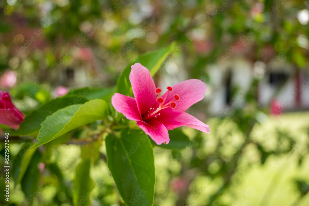 flower in Palau flower in Palau