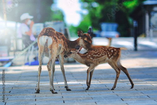 奈良公園の親子鹿