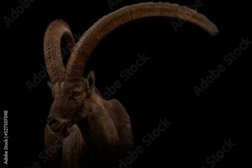 Close-up of horned Alpine ibex (Capra ibex) isolated on black background with copy space. photo