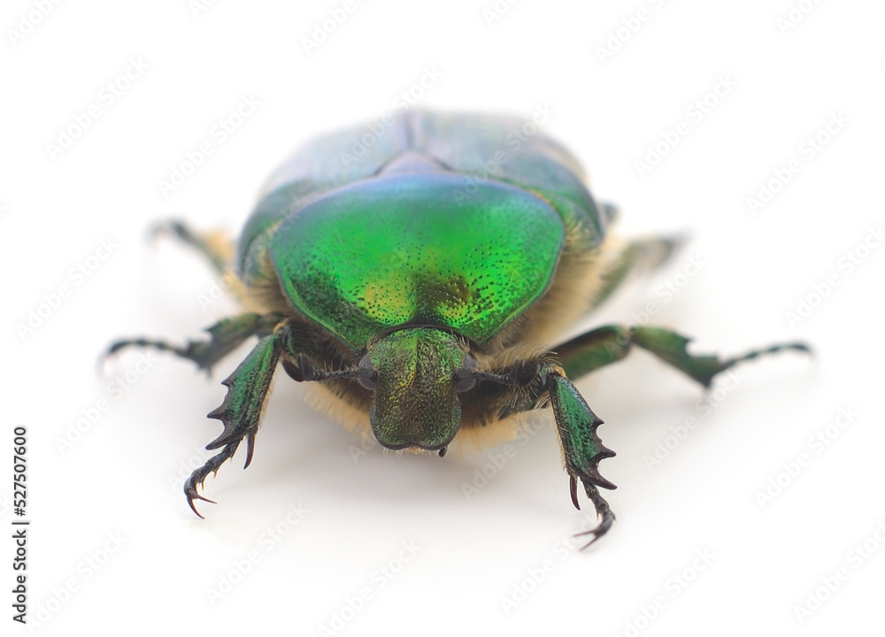Naklejka premium Green beetle isolated.