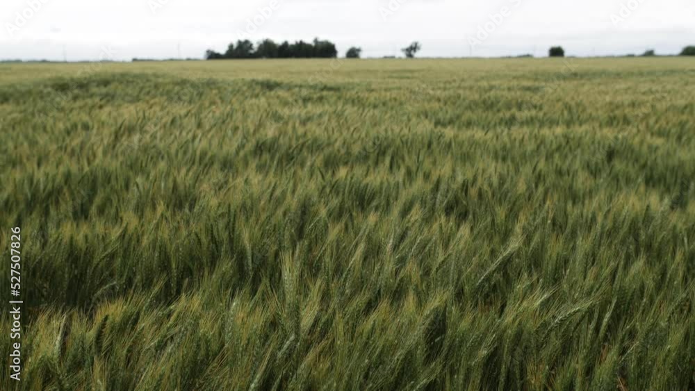 Wheat field on farm land blowing in the wind in slow motion.
- wheat field, corn, wind, farm, farming, farmer, farmland, winy, harvest, summer, green