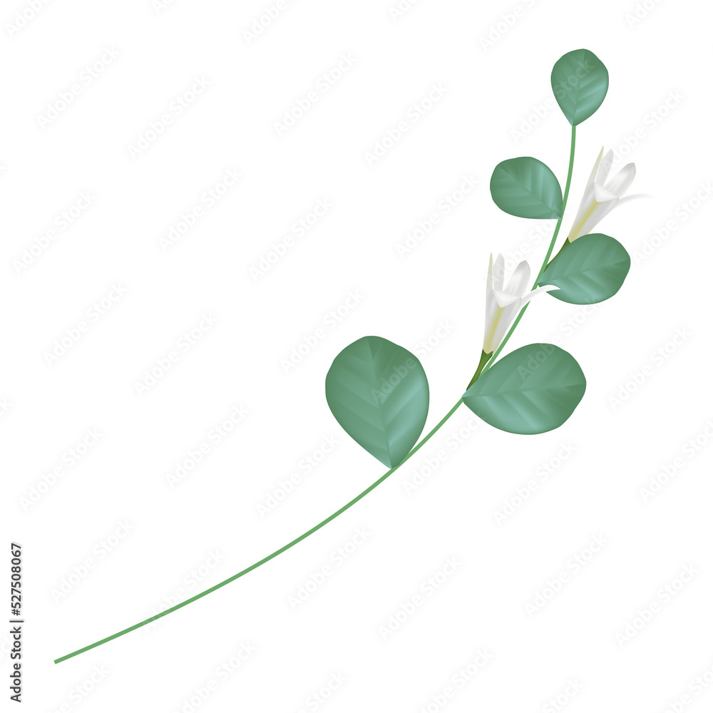 white flower, Murraya flower, beautiful floral. white flower, Murraya flower, beautiful floral.