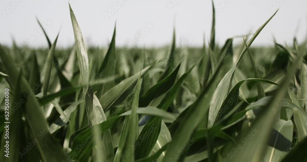 Corn field on farm land blowing in the wind
- wheat field, corn, wind, farm, farming, farmer, farmland, winy, harvest, summer, green Corn field on farm land blowing in the wind
- wheat field, corn, wind, farm, farming, farmer, farmland, winy, harvest, summer, green