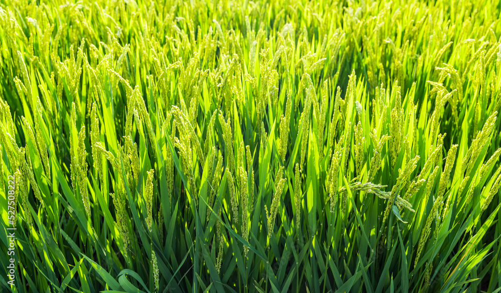 Obraz premium green wheat and rice field in summer