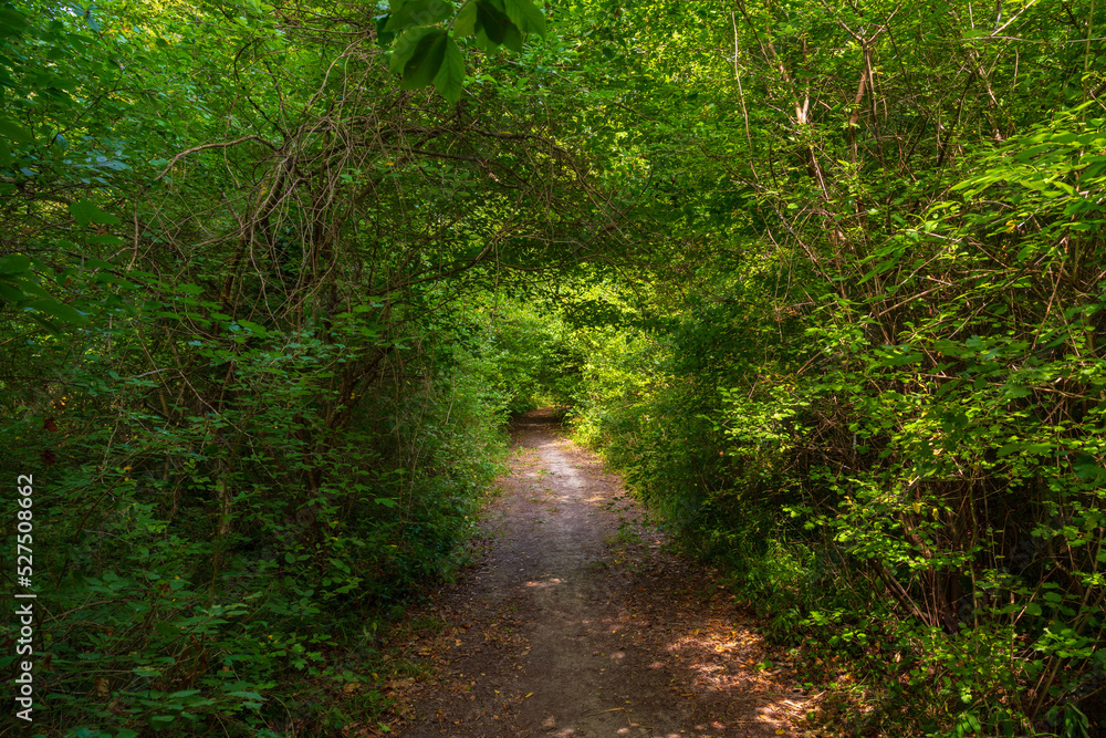 Path in the green dense summer forest Path in the green dense summer forest