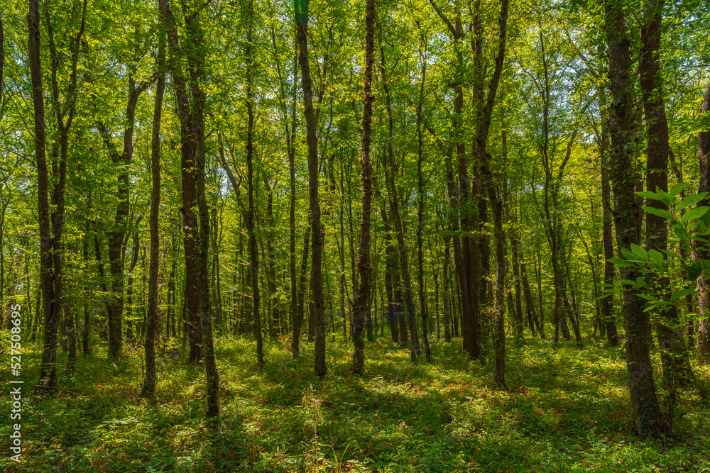 Sun beams through thick  trees branches in dense green forest