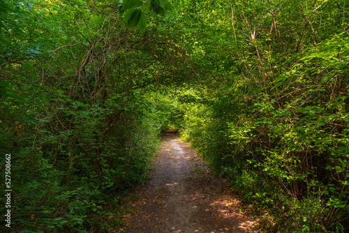 Path in the green dense summer forest